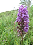 SX06798 Southern Marsh Orchid (Dactylorhiza praetermissa).jpg